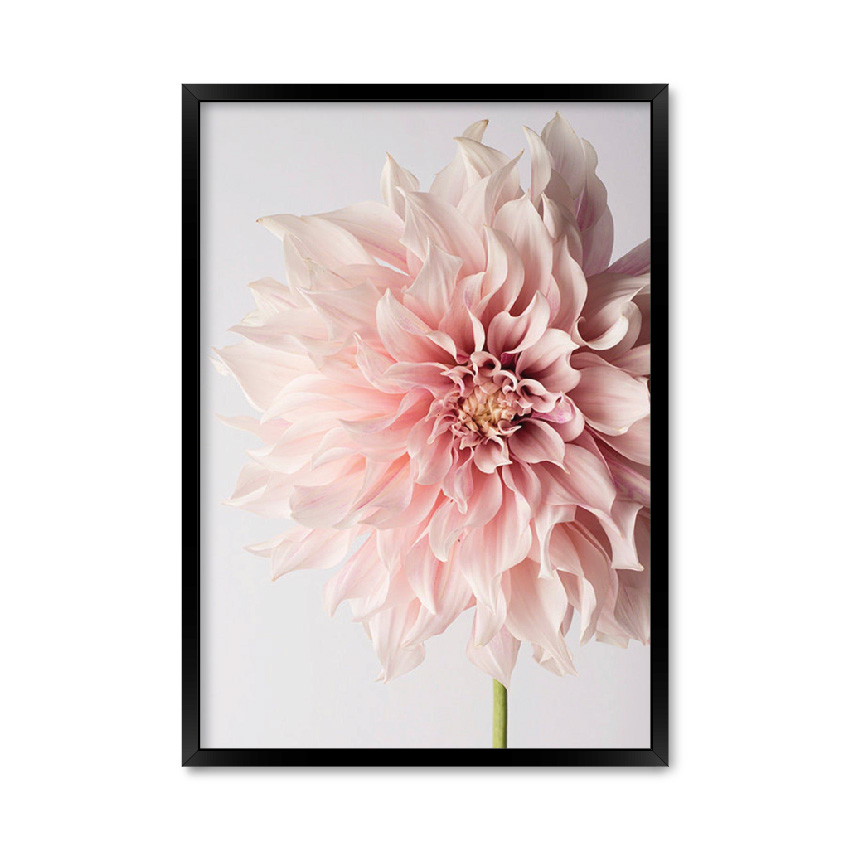 Постер "Цветок хризантема"
